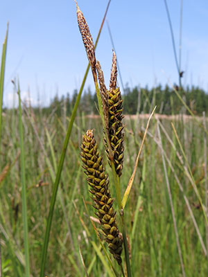 Photo: Carex vacillans Great Wass Island