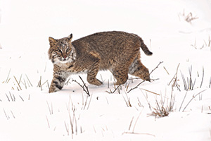 Illustration of a Bobcat