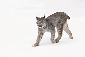 Illustration of a Canada Lynx